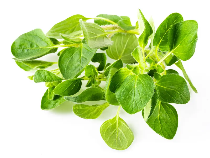 fresh oregano