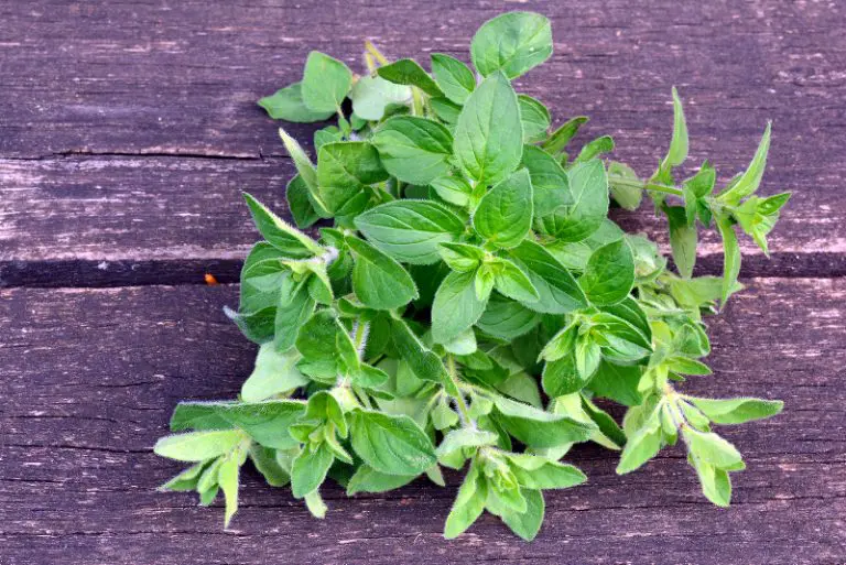 how much dried oregano to put in chicken water