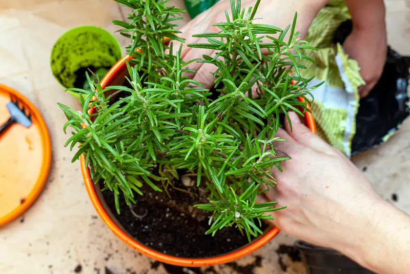 Planting rosemary