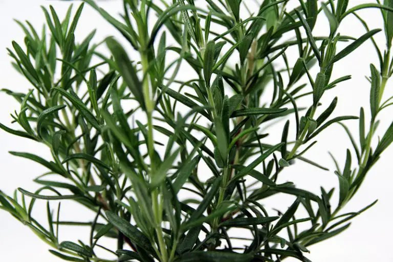 When To Plant Rosemary Seasonal Planting Guide