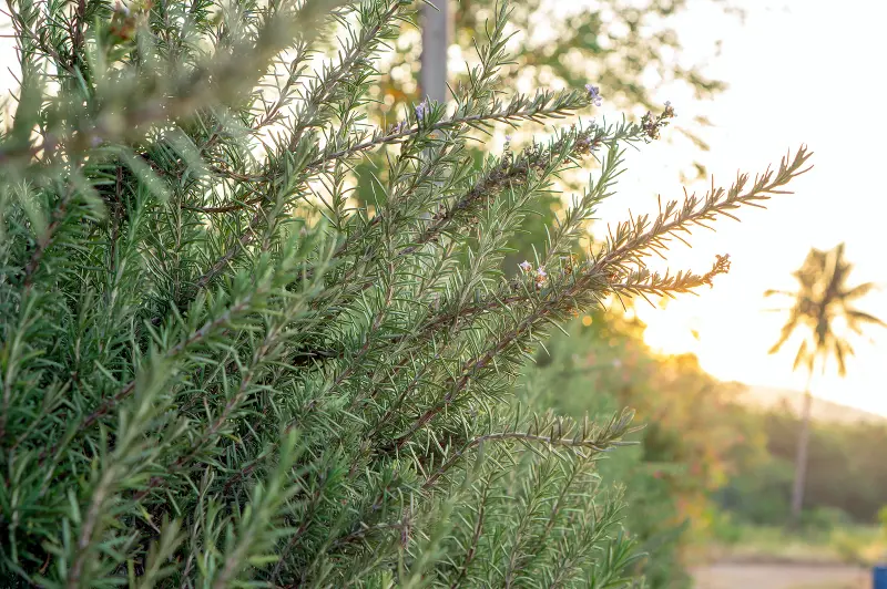 how fast does rosemary grow