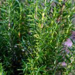what does rosemary repel