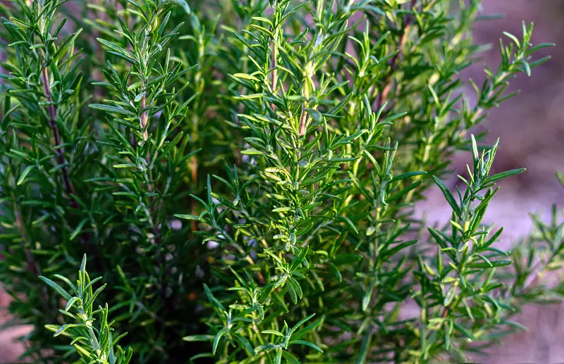 what does rosemary repel