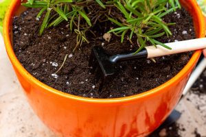 When To Plant Rosemary: Seasonal Planting Guide