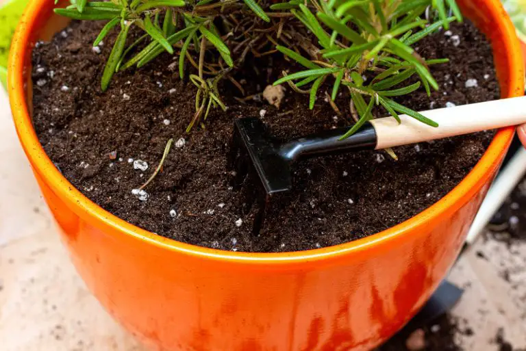 Best Soil For Rosemary (In Pots And In Gardens) Gardening Chief
