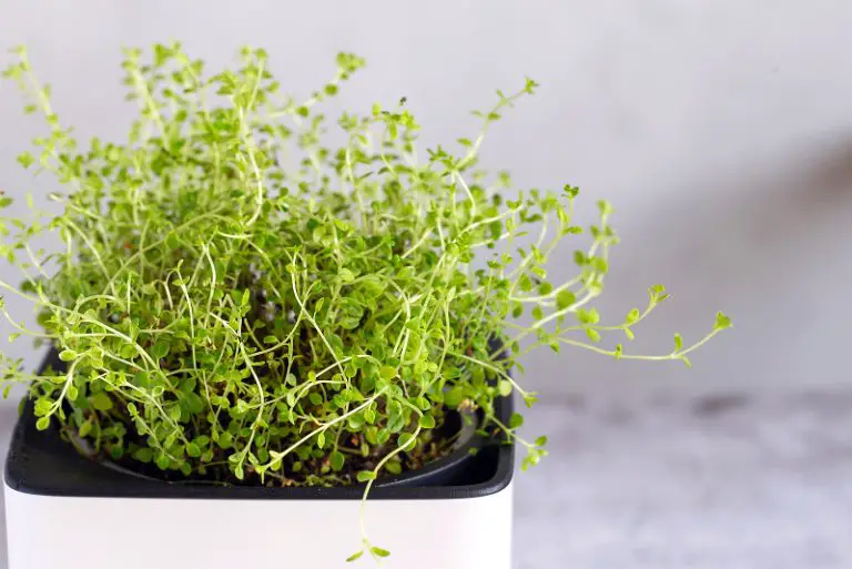 Dried Thyme Vs Fresh Thyme Best Choice And Substitutions