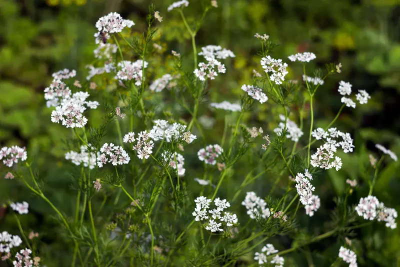 Cilantro flowers