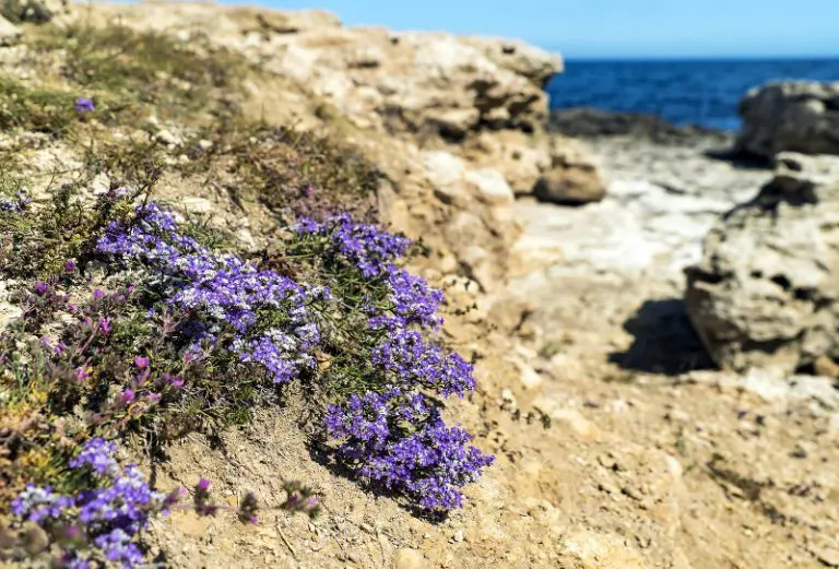 How Fast Does Creeping Thyme Grow? Gardening Chief