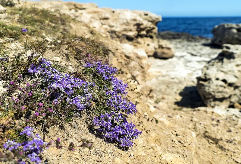 creeping thyme spread