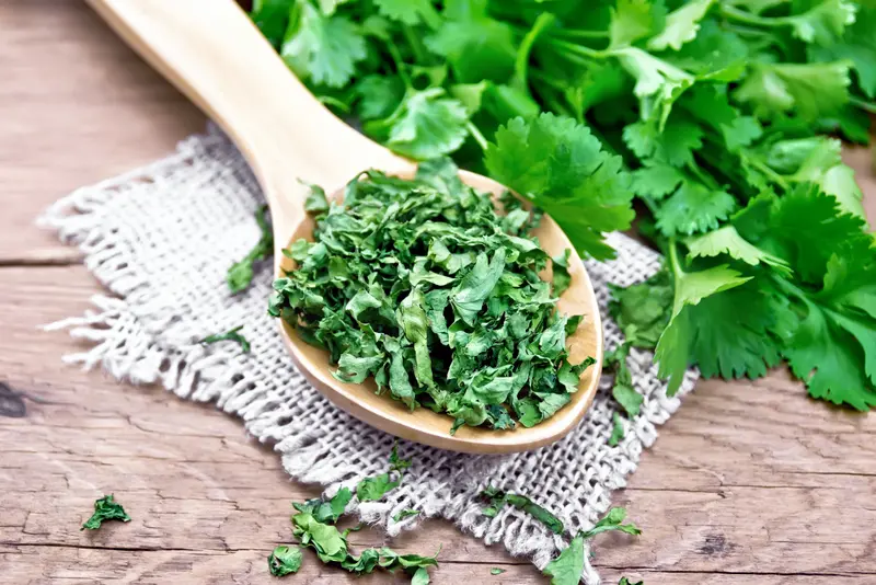 drying cilantro with fresh cilantro