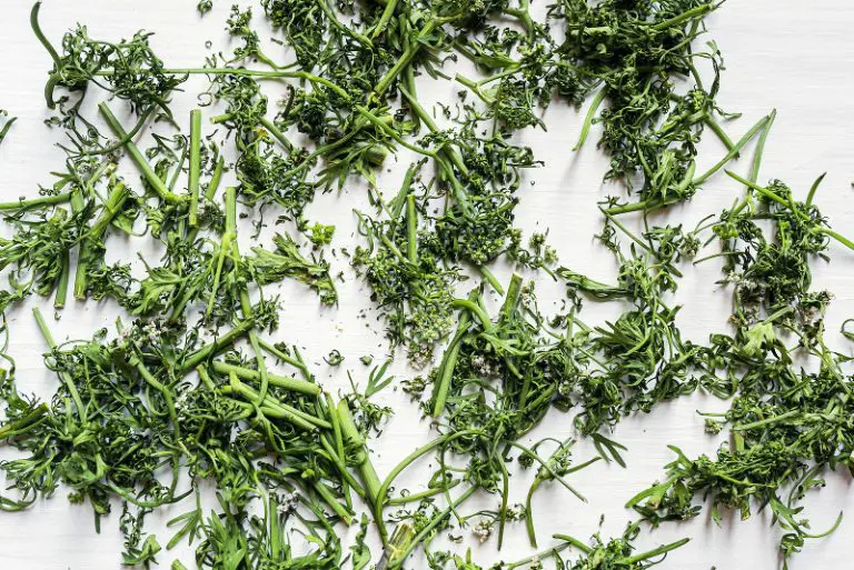 How To Dry Fresh Cilantro [Drying Guide] Gardening Chief