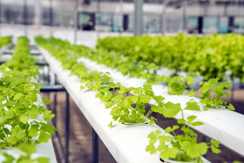 can cilantro grow roots in water