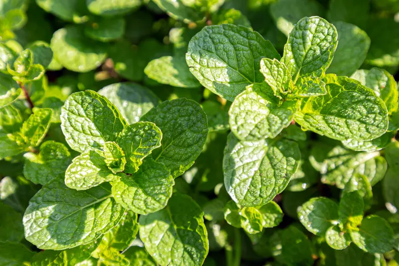 mint growing