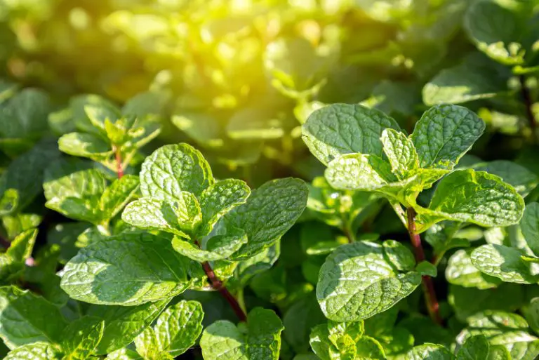 Does Mint Plant Repel Spiders