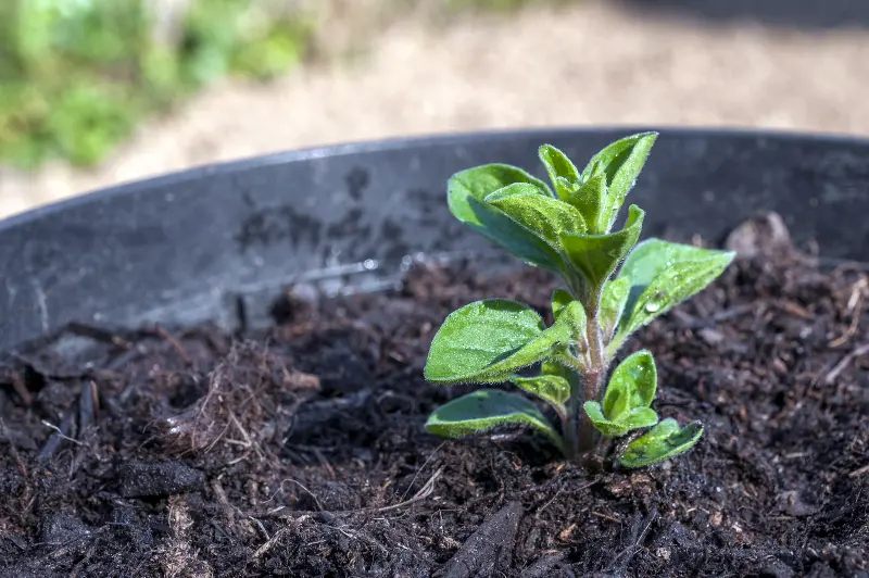 Growing oregano from a cutting