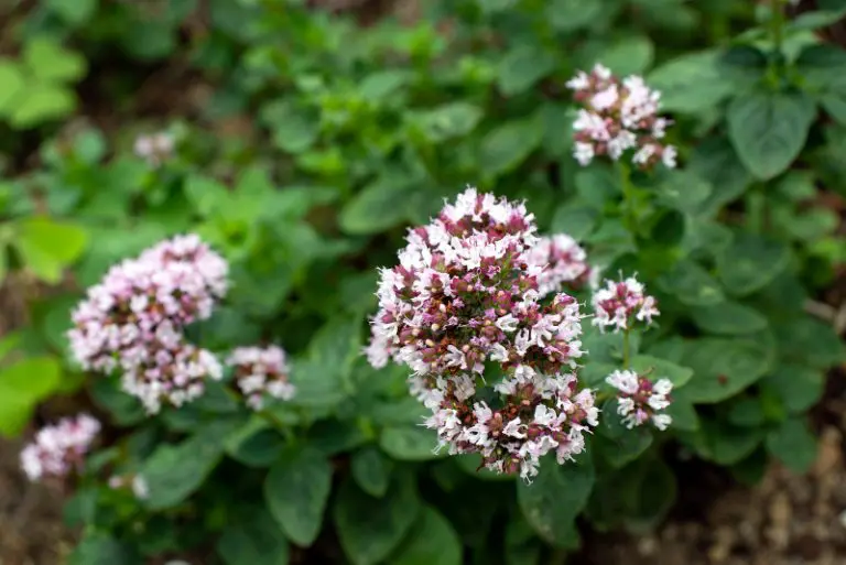 Are Oregano Flowers Edible? [Full Guide] Gardening Chief