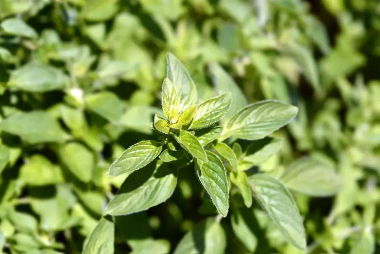 How Tall Does Oregano Grow? Guide to Growing Oregano