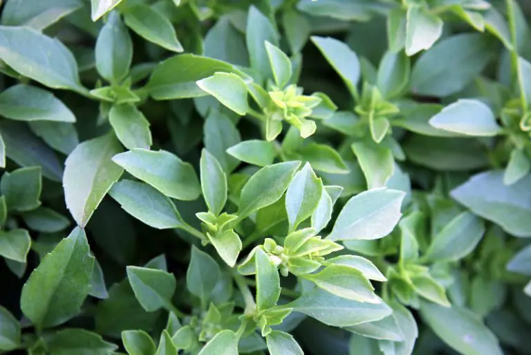 Where To Plant Oregano [Full Guide] Gardening Chief