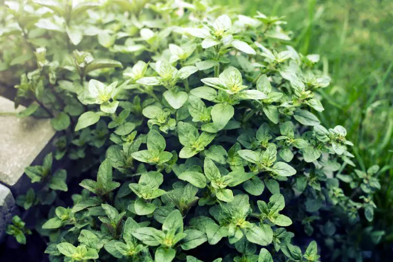 Are Oregano Flowers Edible? [Full Guide] Gardening Chief