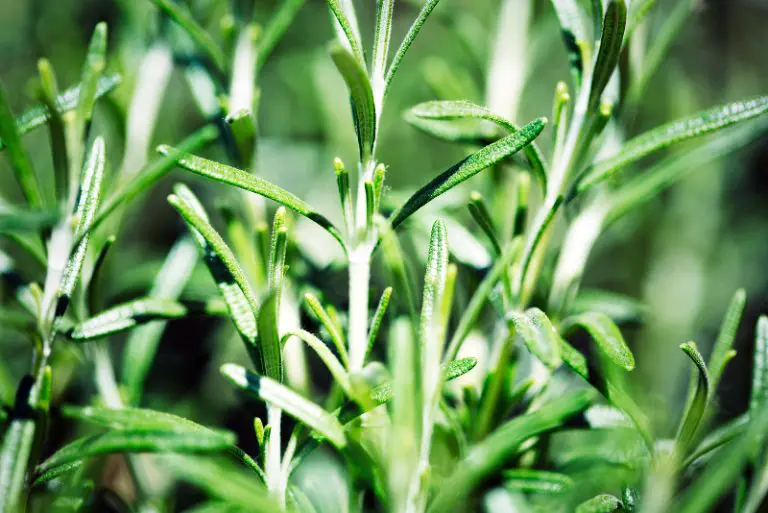 How Much Sun Does Rosemary Need? Gardening Chief