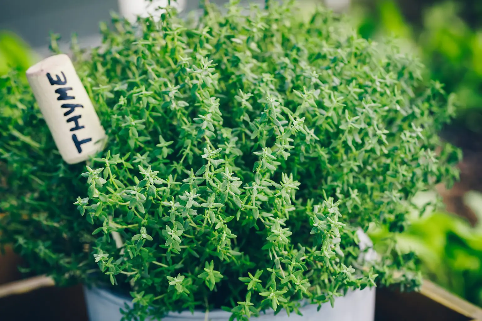 Can Thyme Survive Winter? Care Guide for Thyme