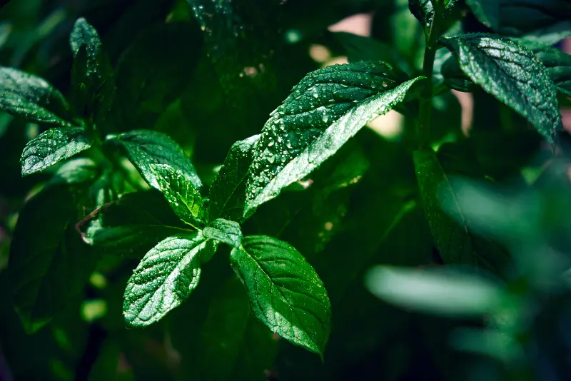 how much water for mint