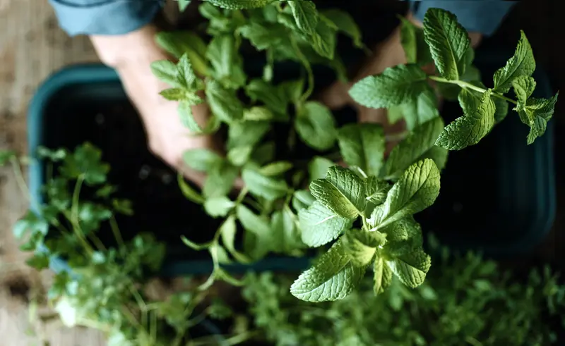 when to plant mint