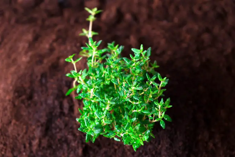 Can Thyme Survive Winter? Care Guide for Thyme