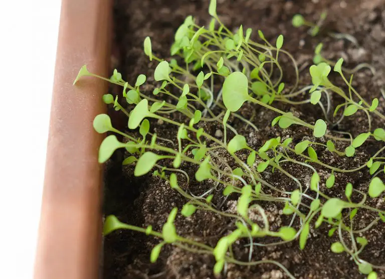 Growing Cilantro From Seed Indoors Gardening Chief