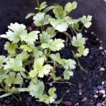 Cilantro growing in pot