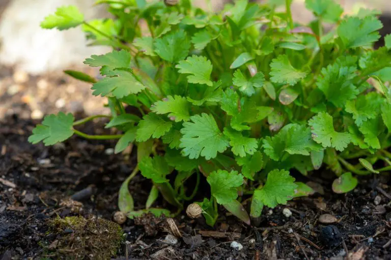 Best Cilantro Growing Conditions Guide for Cilantro Growth