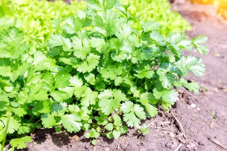 What To Do When Cilantro Flowers? Gardening Chief