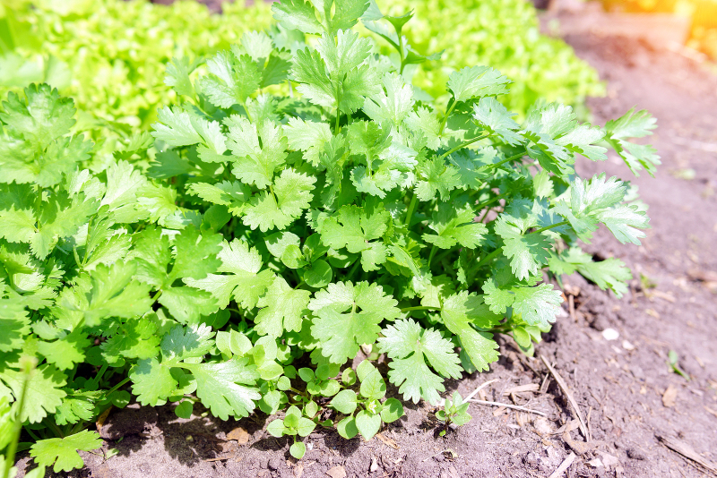 where to plant cilantro in the garden