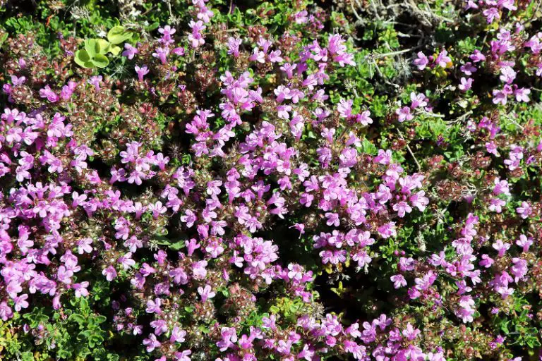 Can Thyme Survive Winter? Care Guide for Thyme