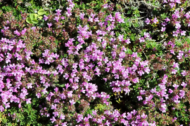 creeping thyme when to plant