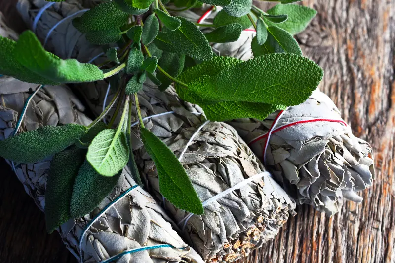 Dried Sage Vs Ground Sage: Best Choice And Substitutions - Gardening Chief