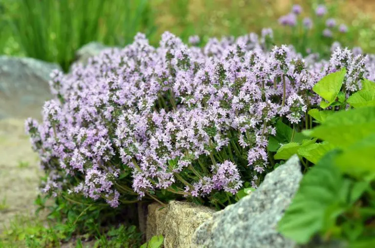 Can Thyme Survive Winter? Care Guide for Thyme