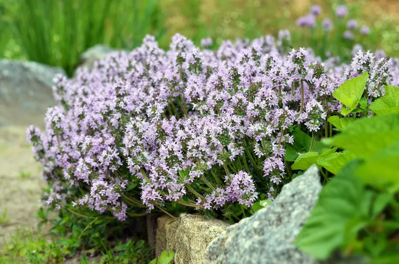 Thyme flowers