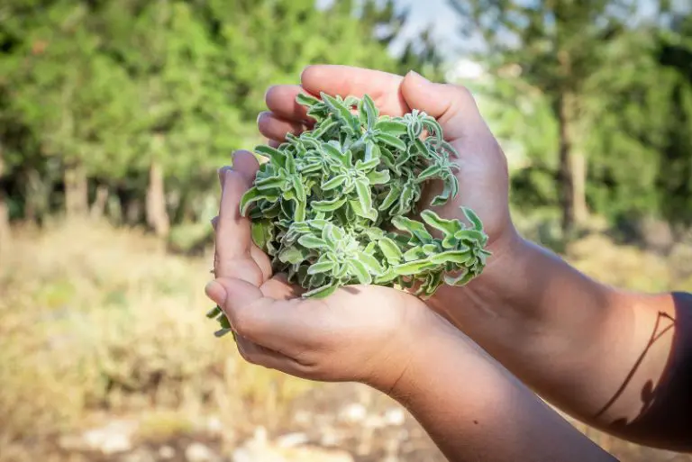 Dried Sage Vs Ground Sage Best Choice And Substitutions Gardening Chief