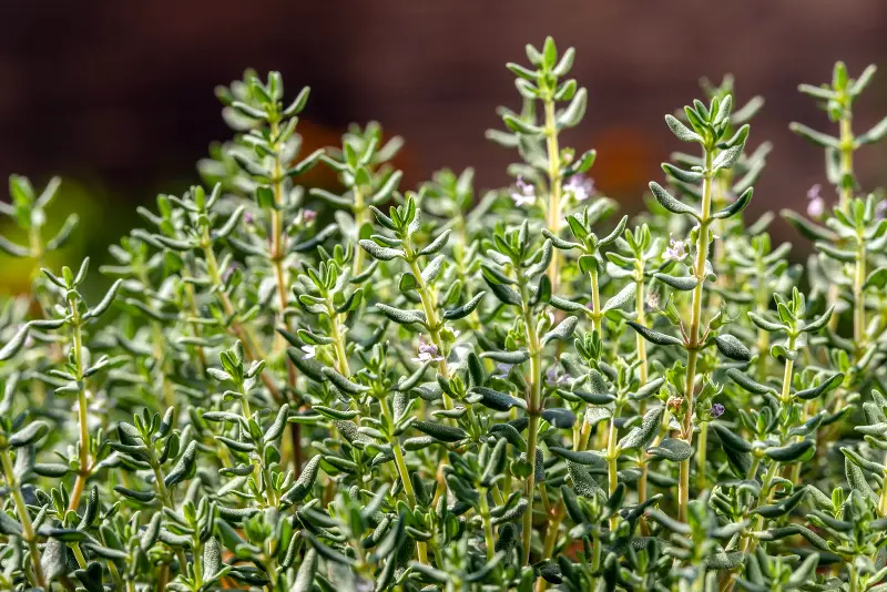 When To Plant Thyme Planting Guide Gardening Chief